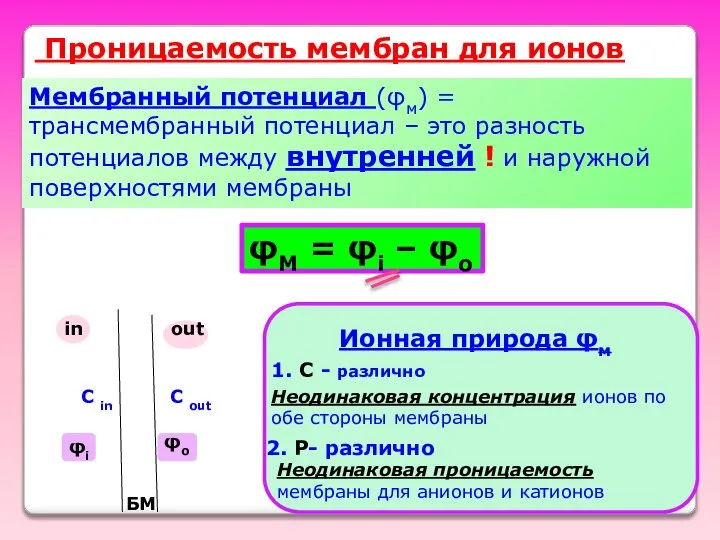 Мембранный потенциал (φм) = трансмембранный потенциал – это разность потенциалов между