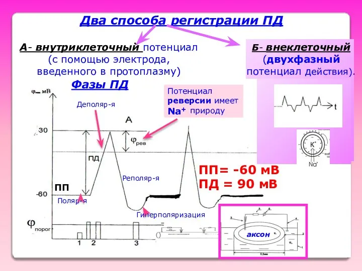 Два способа регистрации ПД ПП Потенциал реверсии имеет природу Na+ Поляр-я