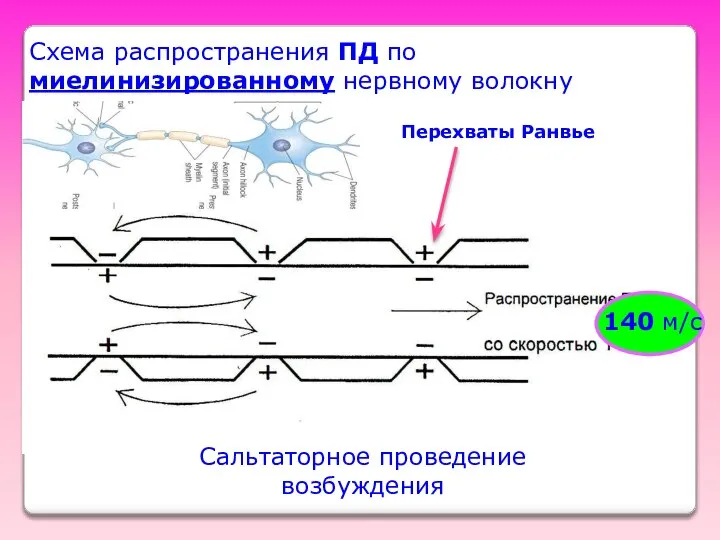 Схема распространения ПД по миелинизированному нервному волокну Сальтаторное проведение возбуждения 140 м/с Перехваты Ранвье