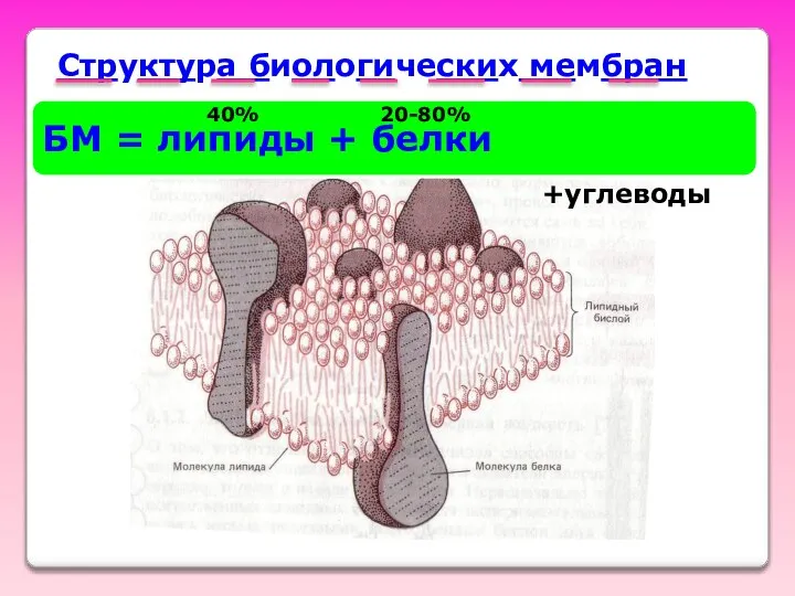 Структура биологических мембран БМ = липиды + белки 40% 20-80% +углеводы