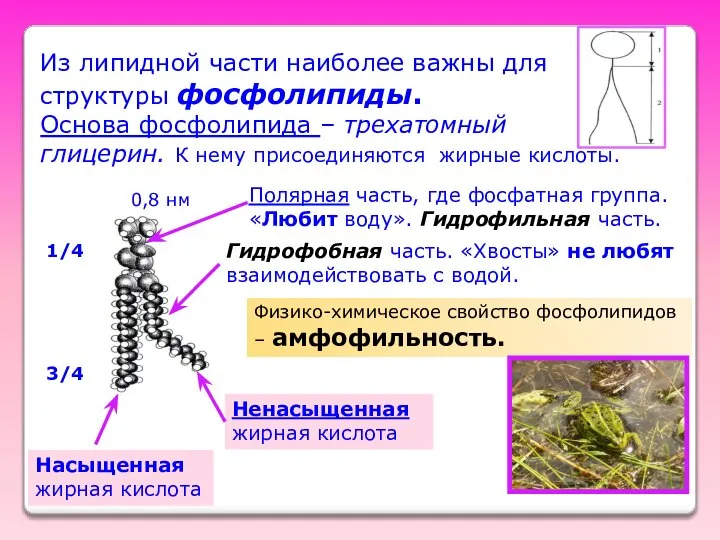 Из липидной части наиболее важны для структуры фосфолипиды. Основа фосфолипида –