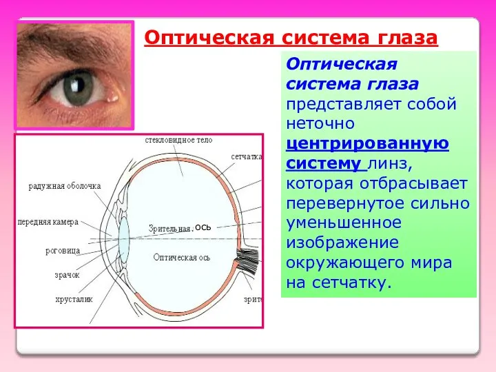 ось Оптическая система глаза Оптическая система глаза представляет собой неточно центрированную