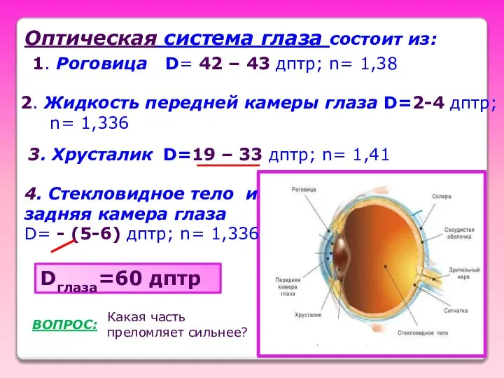 Оптическая система глаза состоит из: 1. Роговица D= 42 – 43