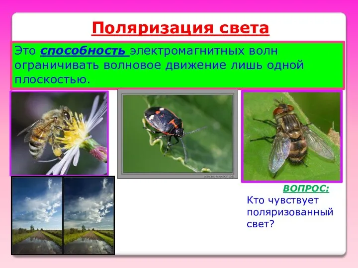 Поляризация света Это способность электромагнитных волн ограничивать волновое движение лишь одной