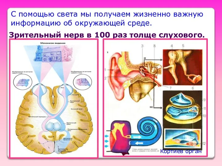 С помощью света мы получаем жизненно важную информацию об окружающей среде.