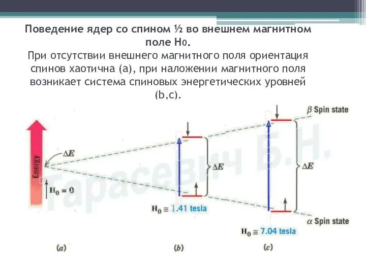 Поведение ядер со спином ½ во внешнем магнитном поле Н0. При