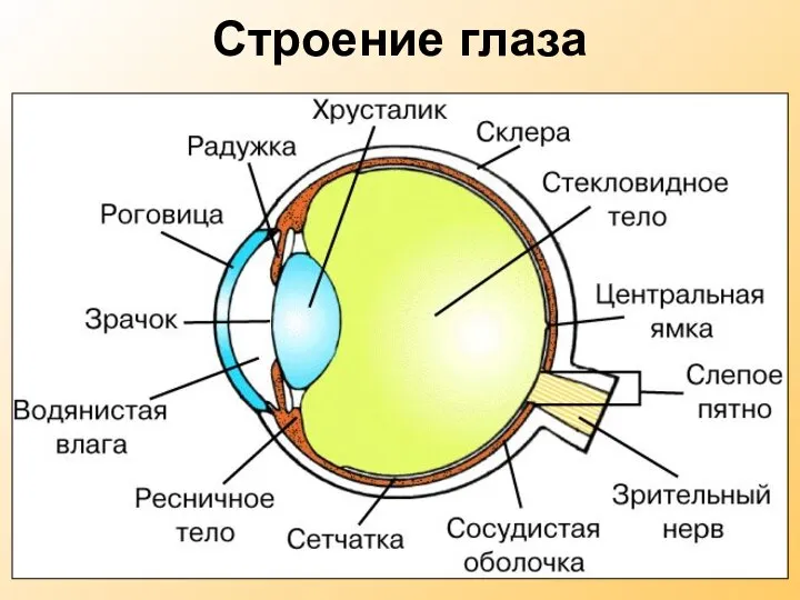 Строение глаза