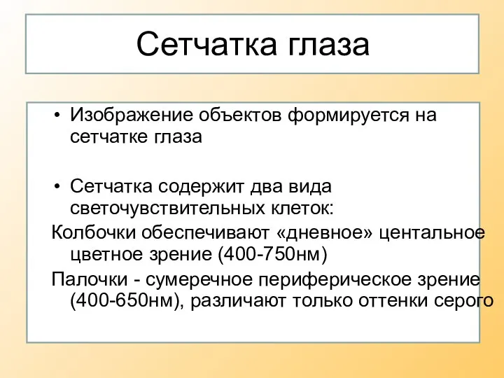 Сетчатка глаза Изображение объектов формируется на сетчатке глаза Сетчатка содержит два