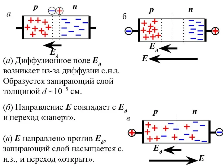 (а) Диффузионное поле Ед возникает из-за диффузии с.н.з. Образуется запирающий слой
