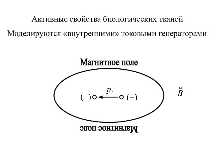 Активные свойства биологических тканей Моделируются «внутренними» токовыми генераторами Магнитное поле Магнитное поле