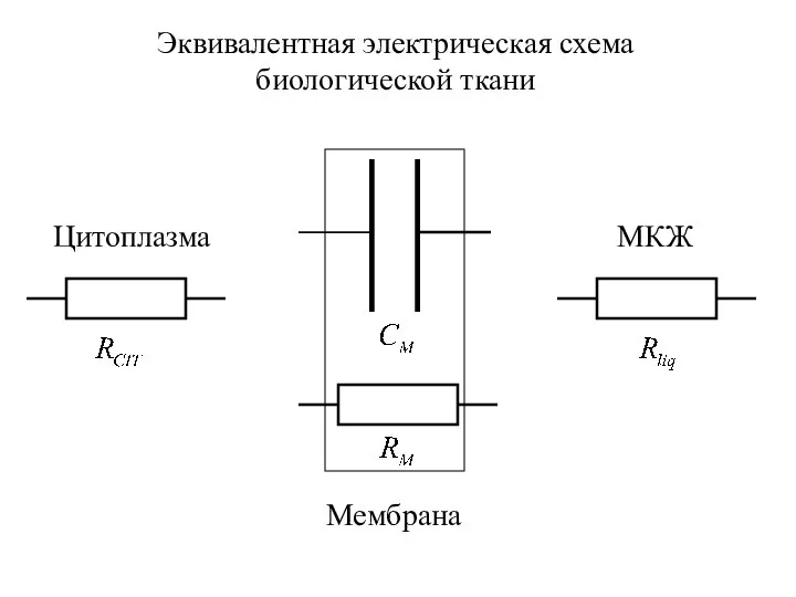 Эквивалентная электрическая схема биологической ткани МКЖ Цитоплазма Мембрана