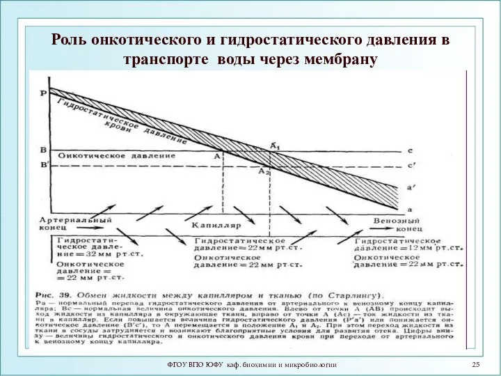 Роль онкотического и гидростатического давления в транспорте воды через мембрану ФГОУ