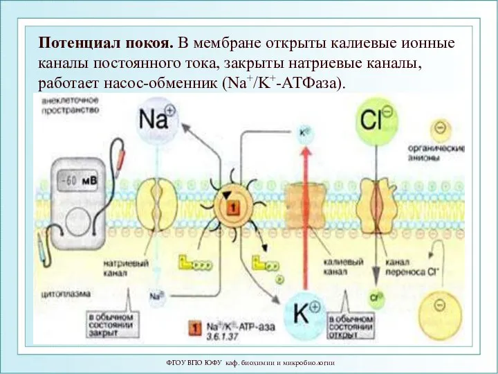 ФГОУ ВПО ЮФУ каф. биохимии и микробиологии Потенциал покоя. В мембране