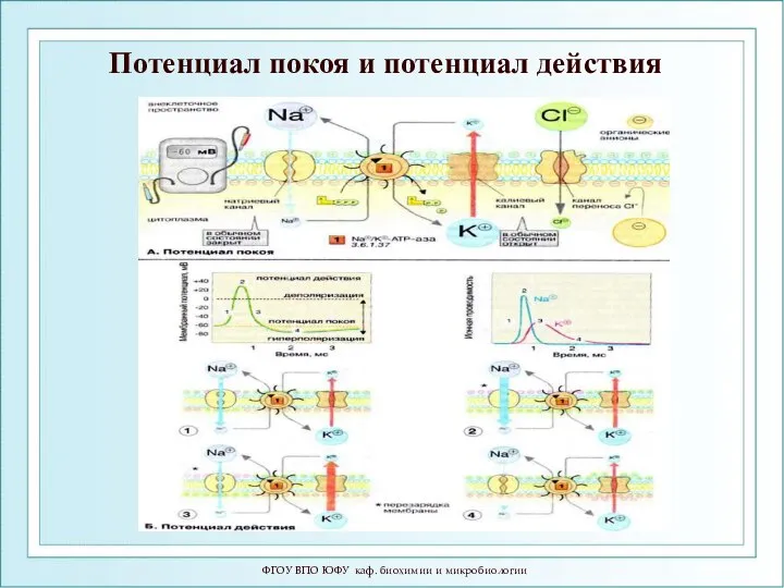 ФГОУ ВПО ЮФУ каф. биохимии и микробиологии Потенциал покоя и потенциал действия