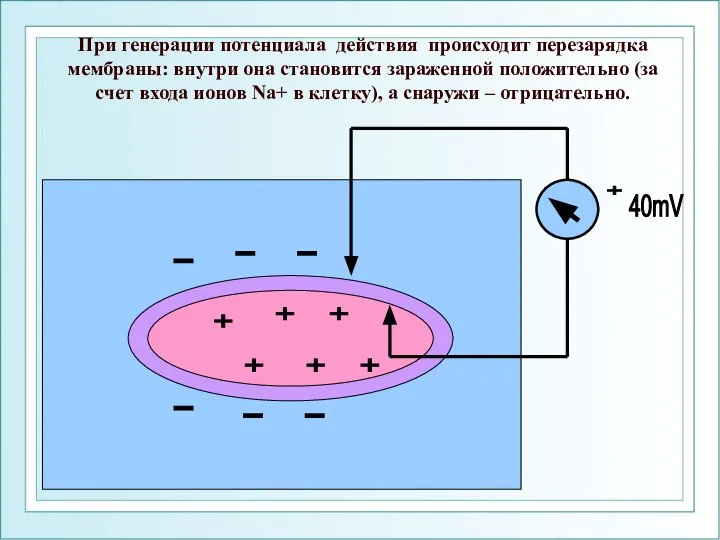 При генерации потенциала действия происходит перезарядка мембраны: внутри она становится зараженной