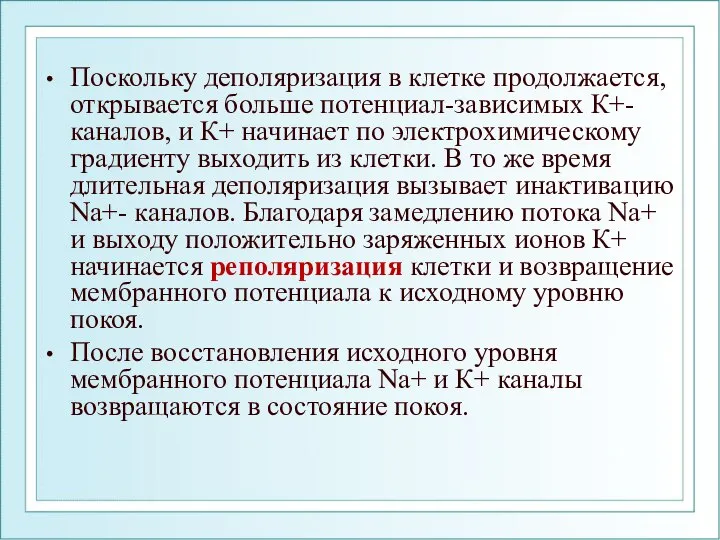 Поскольку деполяризация в клетке продолжается, открывается больше потенциал-зависимых К+-каналов, и К+