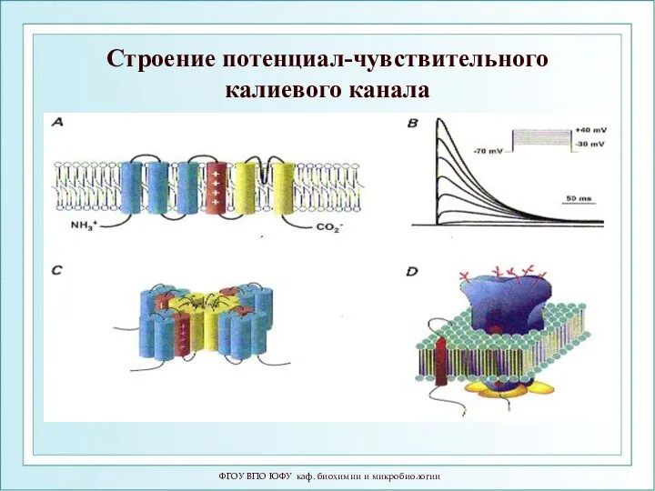 ФГОУ ВПО ЮФУ каф. биохимии и микробиологии Строение потенциал-чувствительного калиевого канала