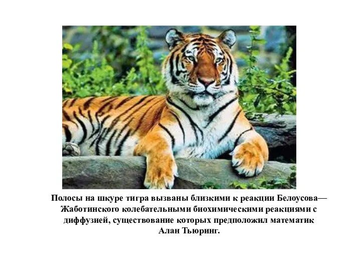 Полосы на шкуре тигра вызваны близкими к реакции Белоусова—Жаботинского колебательными биохимическими