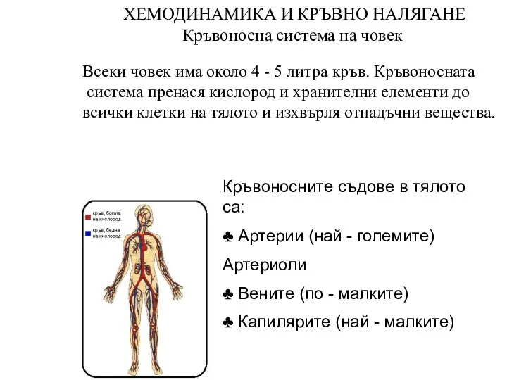 ХЕМОДИНАМИКА И КРЪВНО НАЛЯГАНЕ Кръвоносна система на човек Всеки човек има