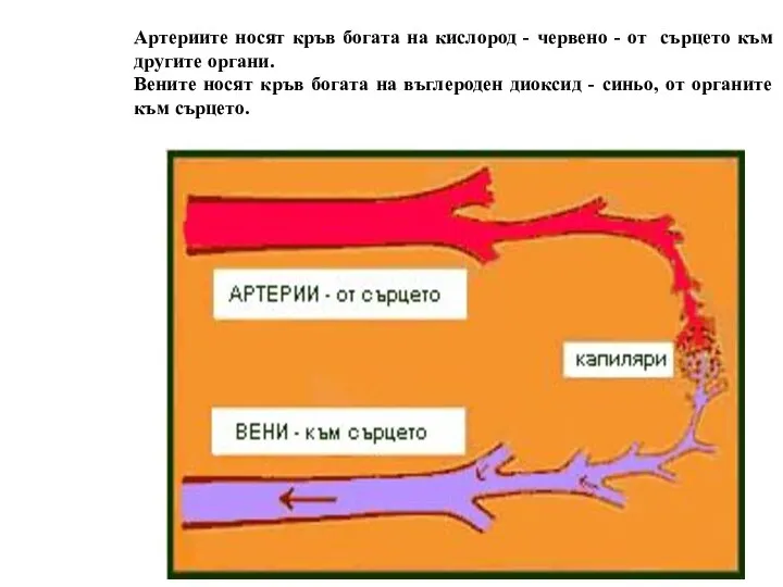 Артериите носят кръв богата на кислород - червено - от сърцето