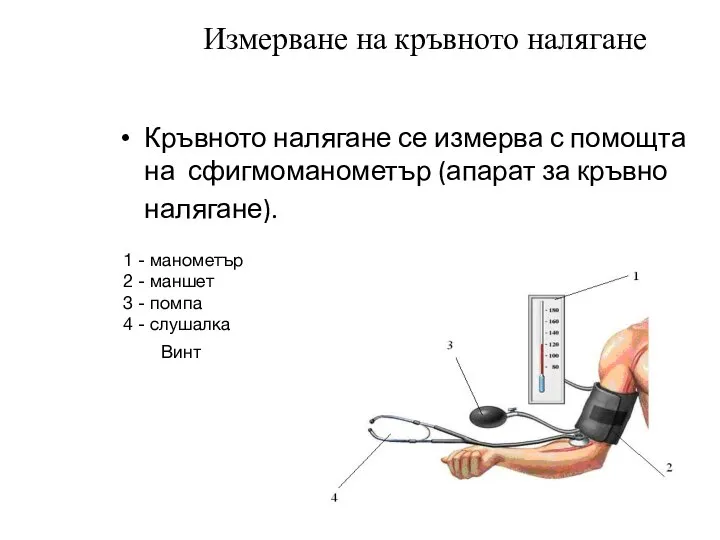 Измерване на кръвното налягане Кръвното налягане се измерва с помощта на