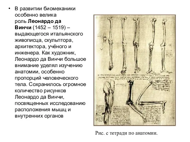 В развитии биомеханики особенно велика роль Леонардо да Винчи (1452 –