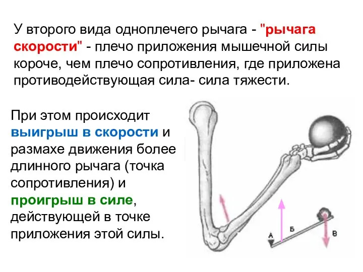 У второго вида одноплечего рычага - "рычага скорости" - плечо приложения