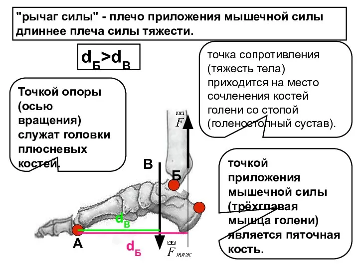 А В Б dБ dB "рычаг силы" - плечо приложения мышечной