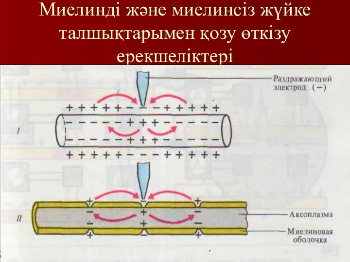 Миелинді және миелинсіз жүйке талшықтарымен қозу өткізу ерекшеліктері