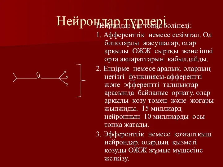 Нейрондар түрлері Нейрондар үш топқа бөлiнедi: 1. Афференттiк немесе сезiмтал. Ол