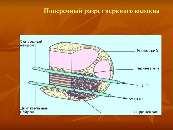 Поперечный разрез нервного волокна