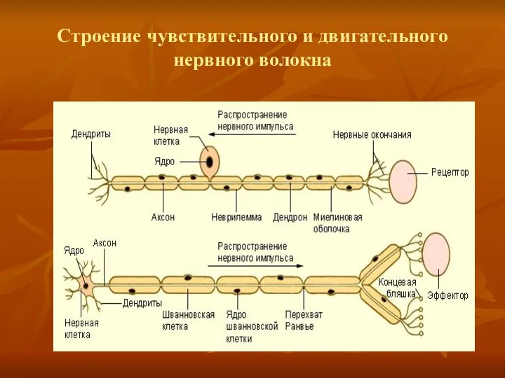 Строение чувствительного и двигательного нервного волокна