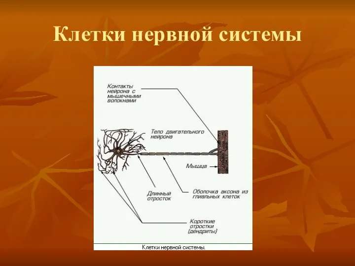 Клетки нервной системы