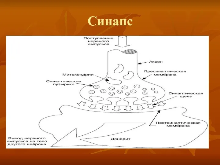 Синапс