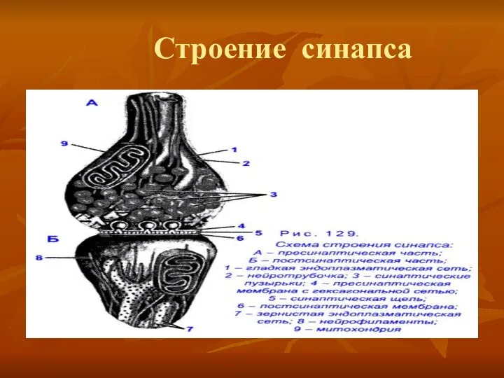 Строение синапса