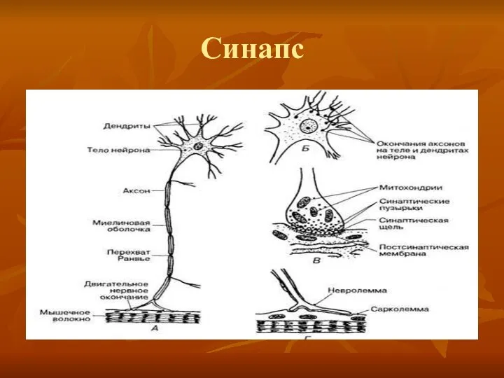 Синапс