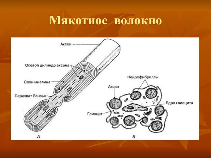 Мякотное волокно