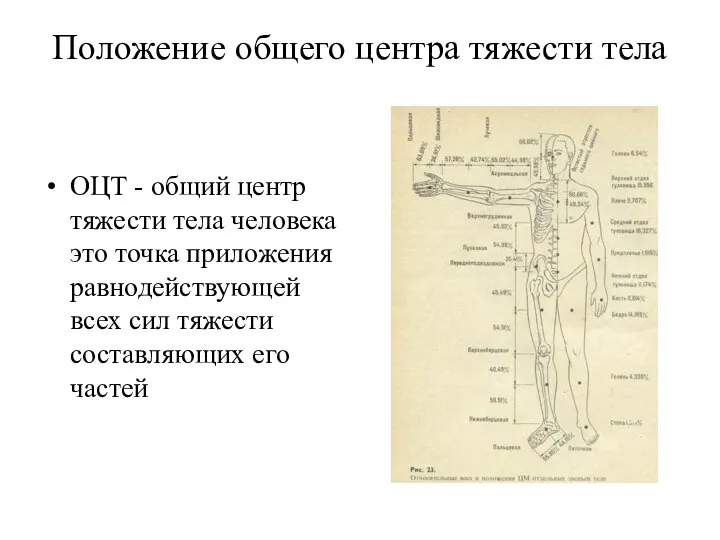 Положение общего центра тяжести тела ОЦТ - общий центр тяжести тела