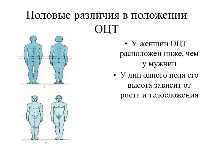 Половые различия в положении ОЦТ У женщин ОЦТ расположен ниже, чем