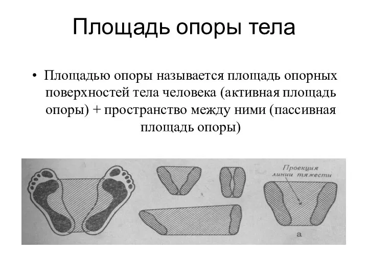 Площадь опоры тела Площадью опоры называется площадь опорных поверхностей тела человека