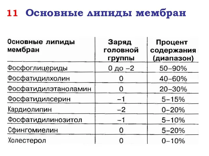 11 Основные липиды мембран