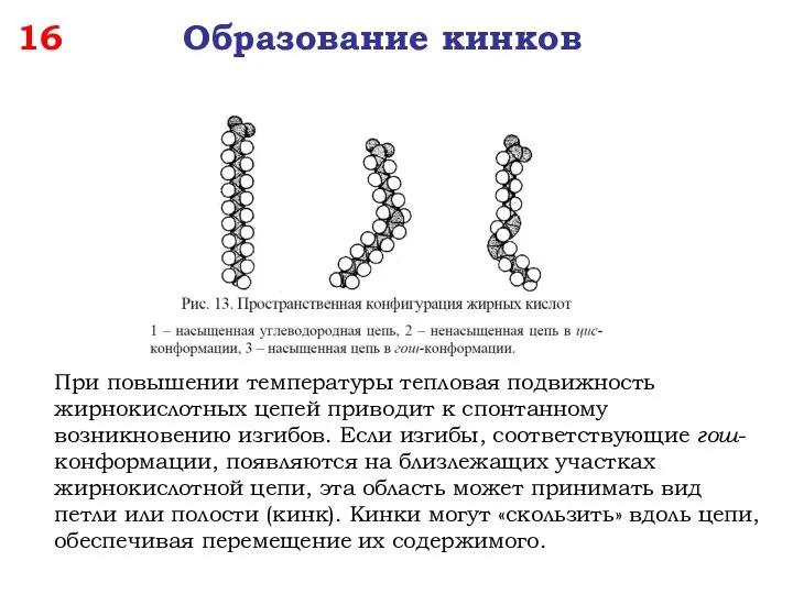 16 Образование кинков При повышении температуры тепловая подвижность жирнокислотных цепей приводит