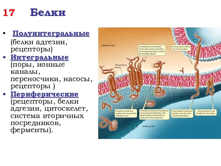 17 Белки Полуинтегральные (белки адгезии, рецепторы) Интегральные (поры, ионные каналы, переносчики,