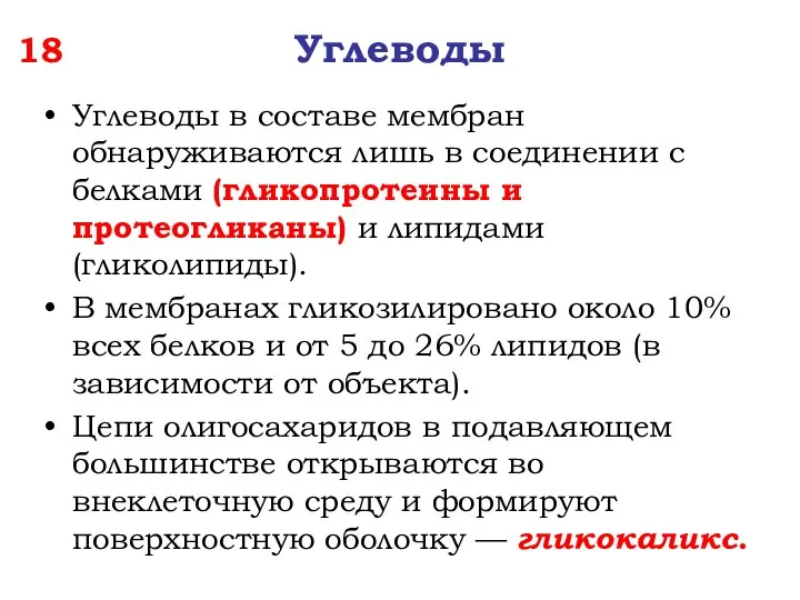 18 Углеводы Углеводы в составе мембран обнаруживаются лишь в соединении с