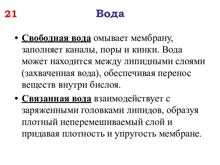 21 Вода Свободная вода омывает мембрану, заполняет каналы, поры и кинки.