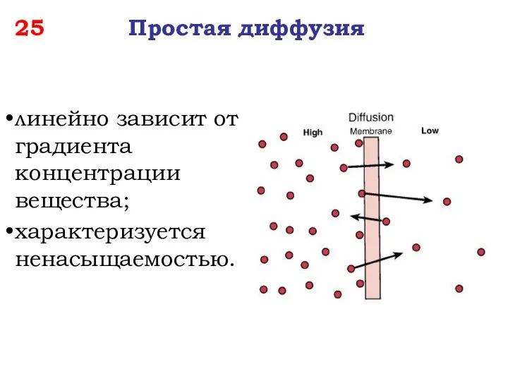 25 Простая диффузия линейно зависит от градиента концентрации вещества; характеризуется ненасыщаемостью.