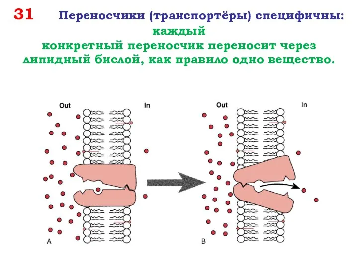 31 Переносчики (транспортёры) специфичны: каждый конкретный переносчик переносит через липидный бислой, как правило одно вещество.