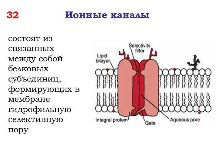 32 Ионные каналы состоят из связанных между собой белковых субъединиц, формирующих в мембране гидрофильную селективную пору