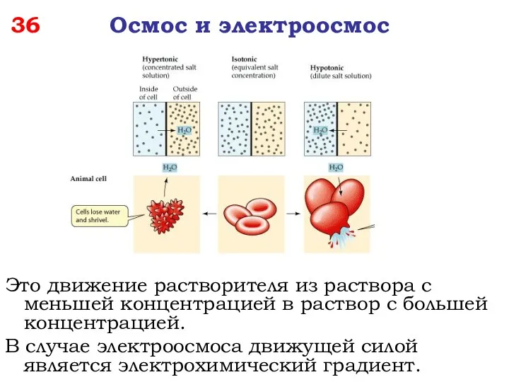 36 Осмос и электроосмос Это движение растворителя из раствора с меньшей