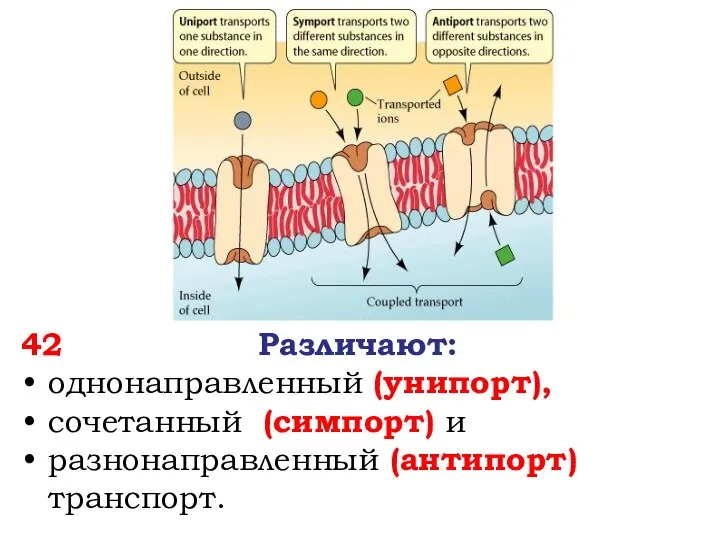 42 Различают: однонаправленный (унипорт), сочетанный (симпорт) и разнонаправленный (антипорт) транспорт.